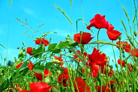 Agriculture beautiful flowers bloom photo