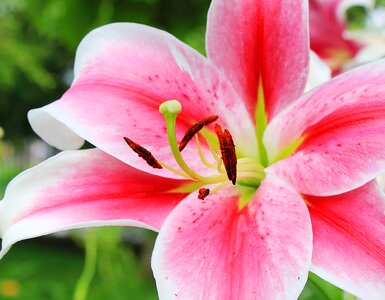 Beautiful beautiful flowers beautiful photo
