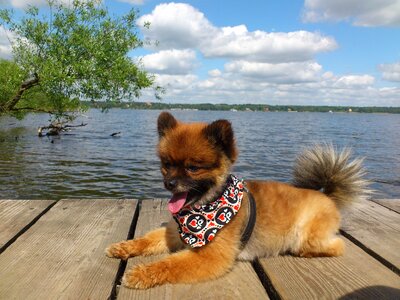 Pomeranian dog small dog photo