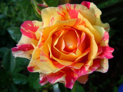 Bloom rose bloom multi coloured