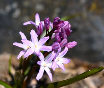 Plant puschkinie garden photo