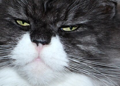 Longhair cat maine coon nature photo