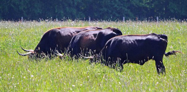 Animal beef bovine