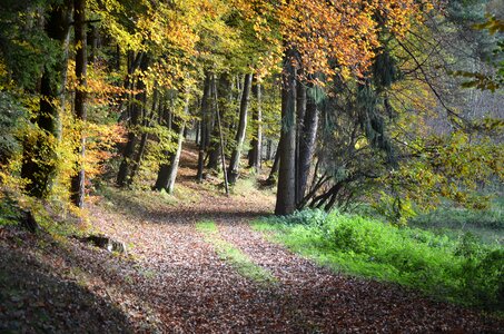 Trees fall color autumn light