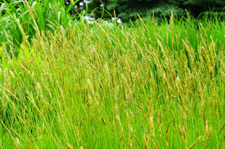 3 Grass