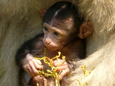 Salem barbary ape animal photo