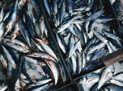 Fresh blue Mackerells at a fish market photo