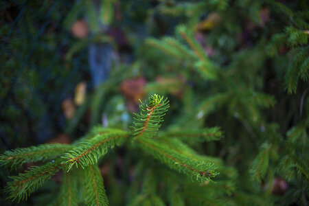 Young fir needles photo