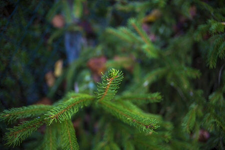 Young fir needles