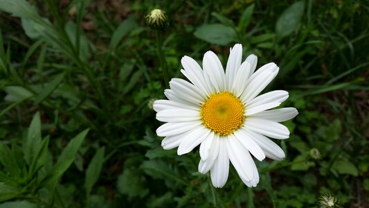 Flowers nature spring