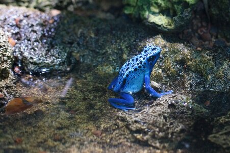 Poison frog amphibian small photo