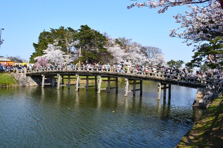 Tourists walk the bridges during cherry blossom photo