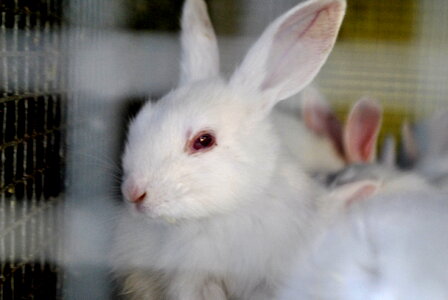 Rabbit Bunny In Cage photo