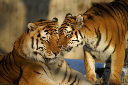 Tiger big cat zoo photo