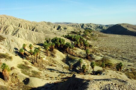 Landscape Coachella Valley Palms California photo