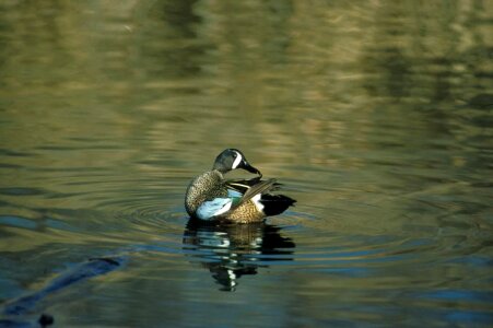 Bird blue duck