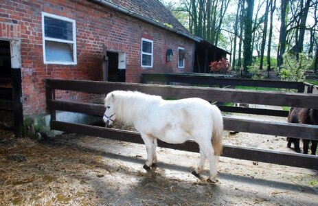 White horse pony photo