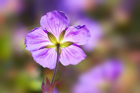 Backlighting flowers tender