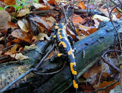 Animal amphibian newt