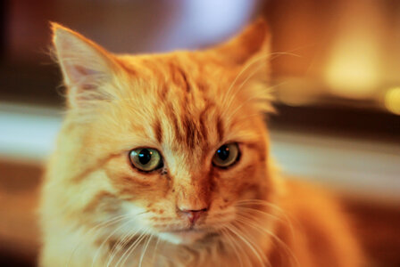 Cat Portrait photo