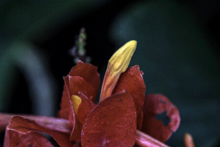 Red Flower with yellow center