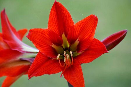 Amaryllis close-up macro photo