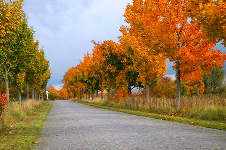 Autumn autumn season branch photo