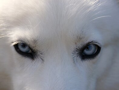 Dog siberian doggy