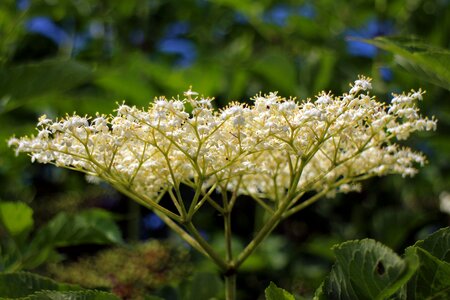 White bush ornamental shrub