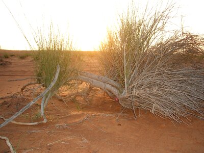 Desert sunset bush