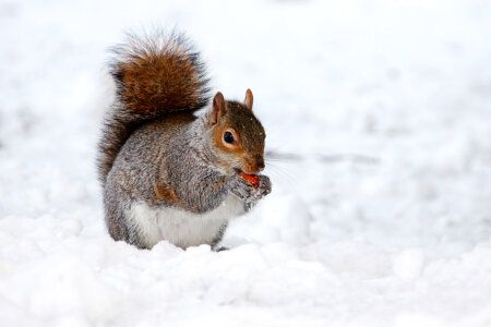 Squirrel eating nut on the snow photo
