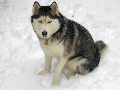 Animal canine carnivore photo