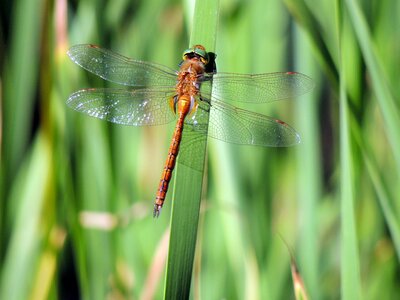 Red dragonfly garden orange dragonfly photo