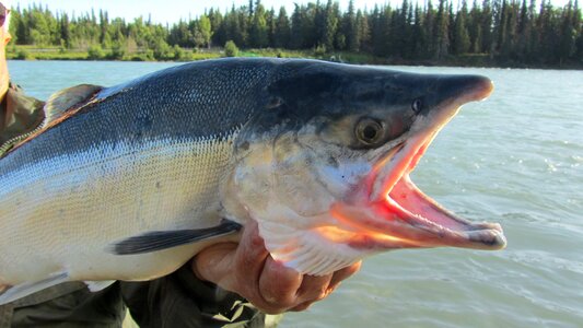 Fish alaska river photo