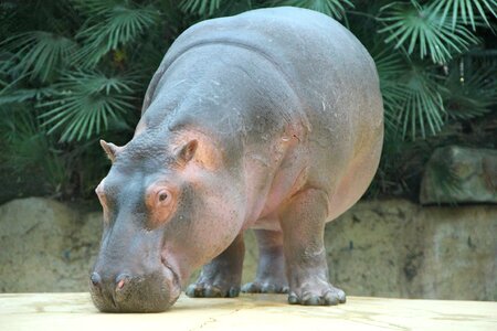 Zoo animals hippo