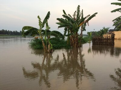 Landscape plants banana trees photo