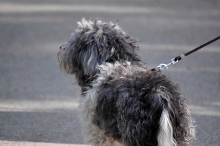 Dog grey pavement