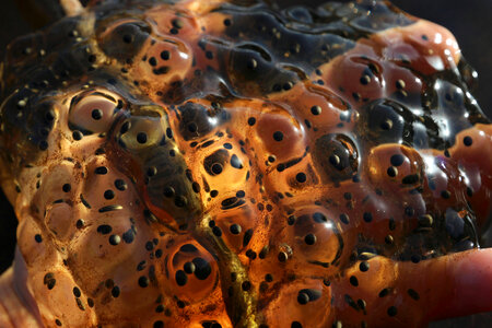 Red-legged Frog eggs photo
