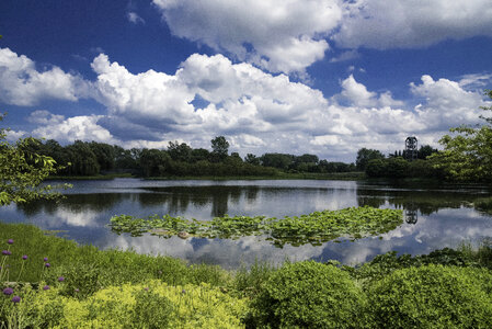 Pond, Plants, and sky at the Chicago Botanical Gardens