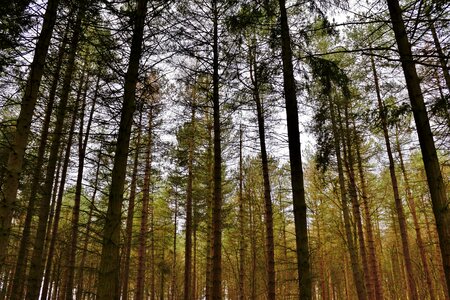 Tree landscape wood photo