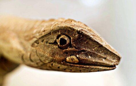 Animal art eye
