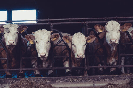 Cow Dairy Farming photo
