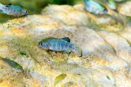 Ash Meadows Amargosa pupfish-1