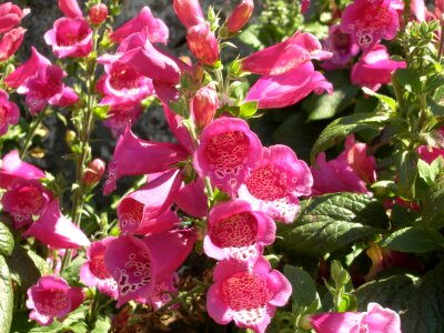 Foxglove - Digitalis purpurea Camelot Rose photo