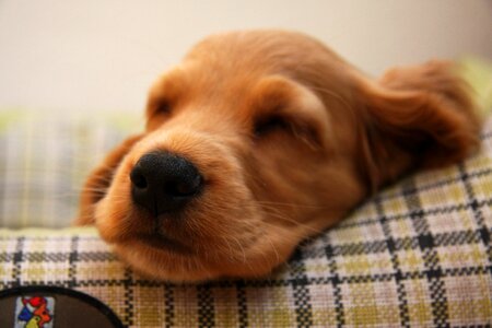 Dogs animals pets