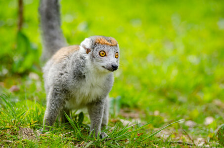 ring-tailed lemur photo
