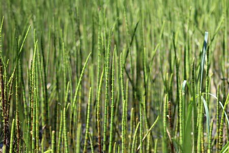 Agriculture dawn day