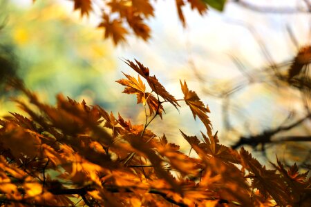 Maple leaves fall season photo