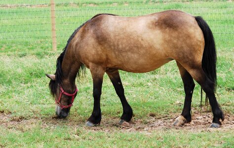 Country life pony mane photo
