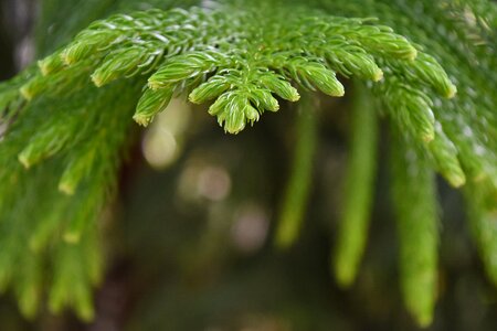 Nature plant leaf
